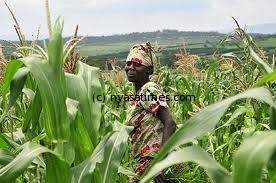 Maize_Intl_Center_for_Tropical_Agriculture_