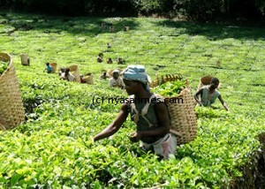 ChaiFarm