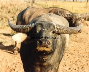 wild-buffalo