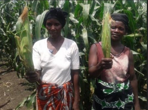 Amini (L) and Imani captured during the field, showing maize cobs