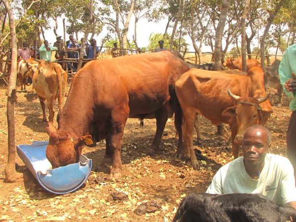 A bull, Bonsmara feeding at Nkhamaga Livestock club
