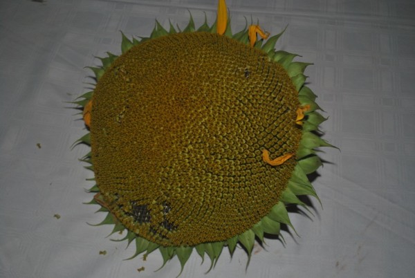A sample of a healthy sunflower yield one can get through following proper procedures outlined in the Sunflower production DVD. Pic by Mac Neil Kalowekamo.