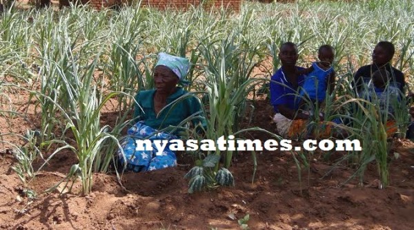 A woman in her field in Phalombe...Photo Jeromy Kadewere