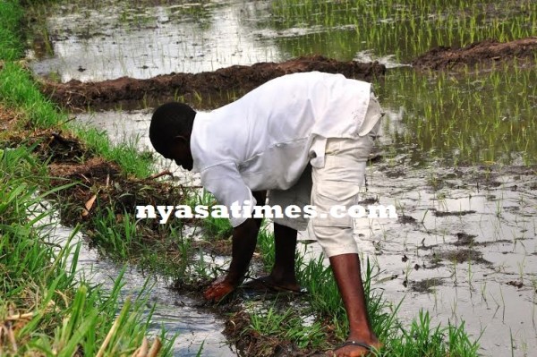 An inmate at Domasi Irrigation Scheme in he field....Photo Jeromy Kadewere