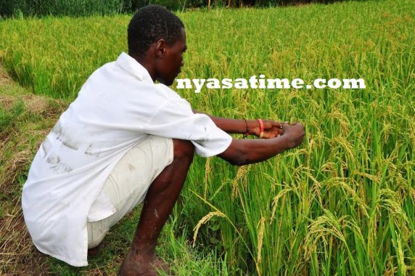 An inmate at Domasi Irrigation Scheme in the rice  field...Photo Jeromy Kadewere