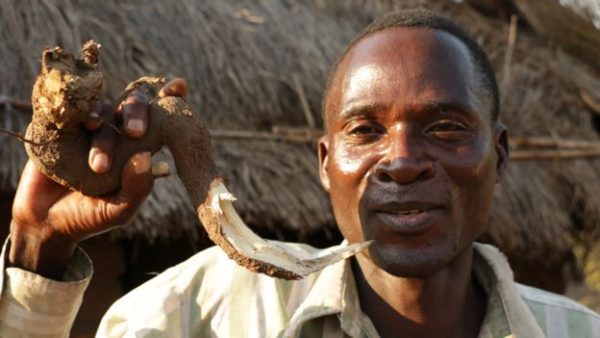 Aniva with a root which he grinds up and adds to water to drink before sex