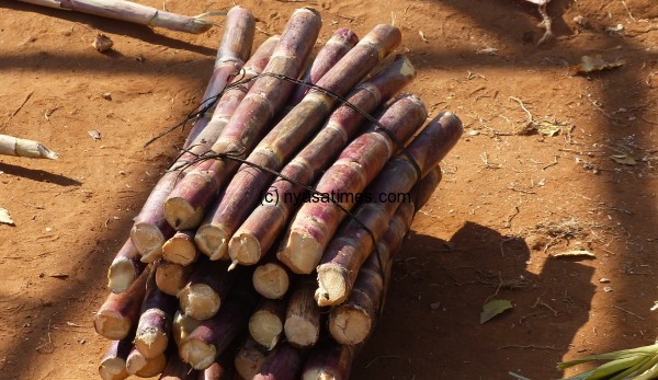 Bundle of fresh cut sugar cane