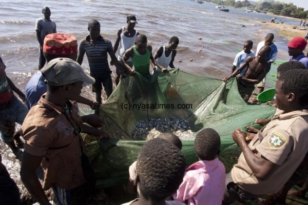 Fishermen pulling up a fishing net on the shores of Lake Malawi, near the Makawa Fishing Village in the district of Mangochi on May 18, 2014