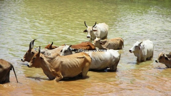 Cattle  in flooded water.....Photo Jeromy Kadewere, Nyasa Times