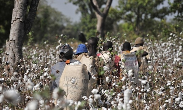 Cotton farmers- Photograph: Issouf Sanogo/AFP/Getty Images