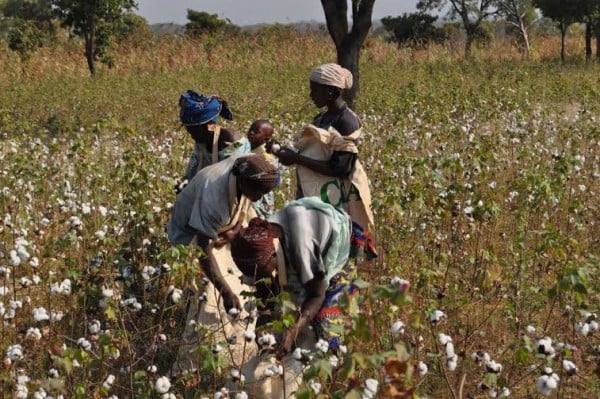 Cotton pickers in Karonga