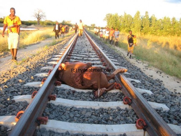 Cow killed on railway