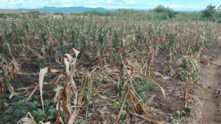 Crops dry in Makanjira