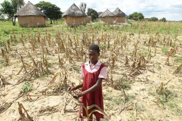 IA young girl stands in a maize field in Buhera Zimbabwe  Unicef Photo/Tsvangirayi Mukwazhi)
