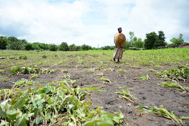 In this photo taken Thursday, Jan, 15, 2015, a woman wonders through a crop field which has been washed away by flood waters near Blantyre, Malawi.   At least 176 people are confirmed dead and at least 200,000 have been displaced from flooding that has left homes and schools submerged in water and roads washed away by the deluge in the southern African country. (AP Photo/Thoko Chikondi)