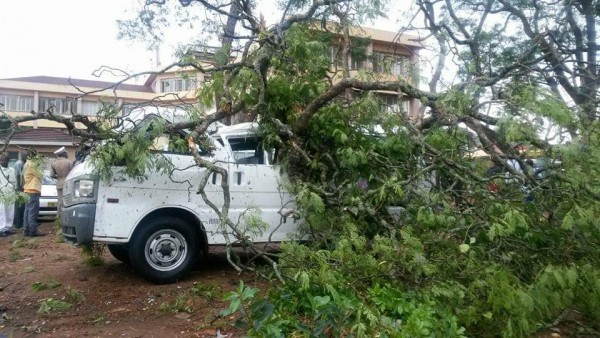 Falling trees damage minibus