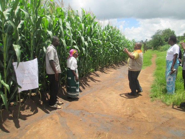 World Vision and government officials appreciates a maize field