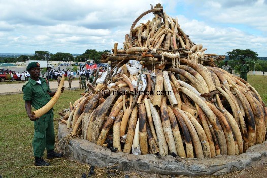 Game Ranger on a display of the Ivory heaped in the Parliament building - Pic by Stanley Makuti