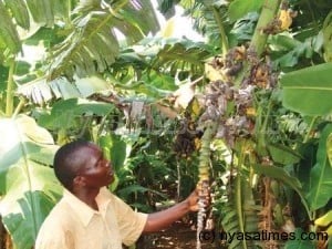 Researchers warn the banana population could be extinct within a year in Malawi