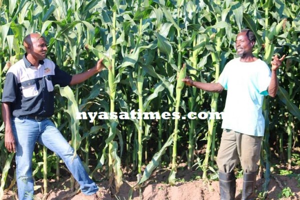 Kachikho and Mudzaona in a maize field...Photo Jeromy Kadewere