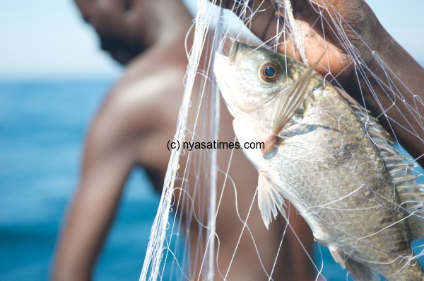 Lake Malawi Chambo in Net. Photo by Patrick Dugan