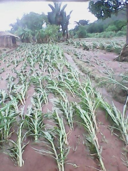 Maize gardens affected by floods in mchinji