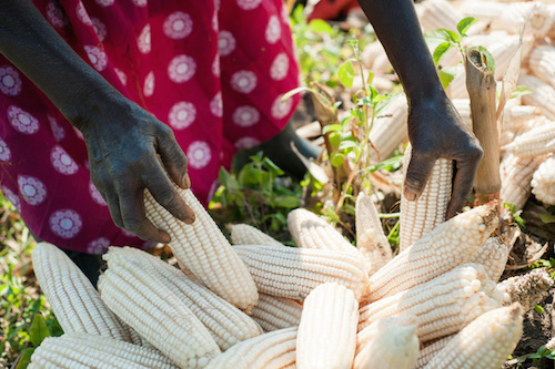 Maize prices on the rise