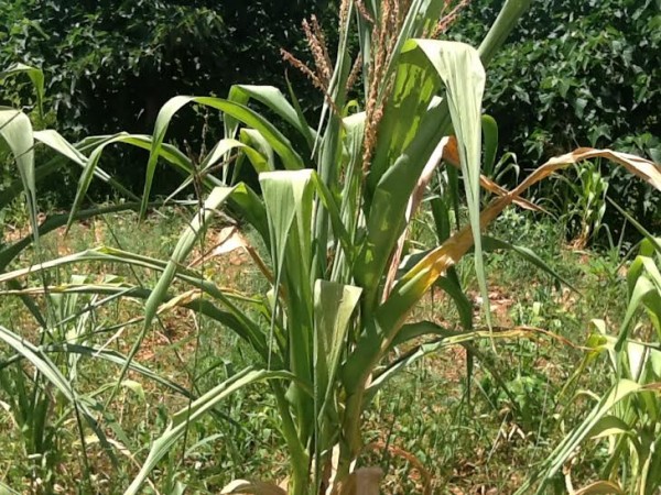 Maize wilting in Lilongwe due to dry spell
