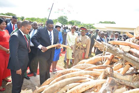 Malawi President Peter Mutharika ordered to burn confiscated Elephant Tusks.