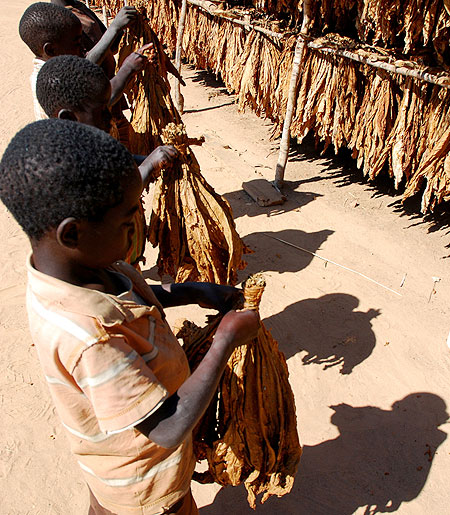 Malawi child tobacco pickers