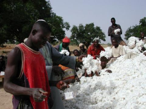 Malawi cotton farmers