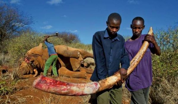 Malawi fighting crimes against elephants