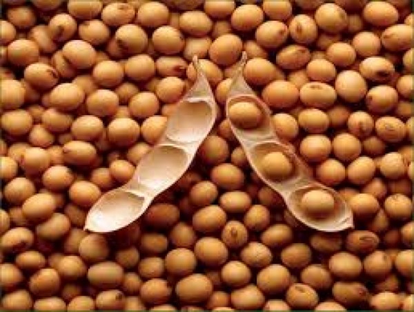 Malawi soybeans fetch good prices
