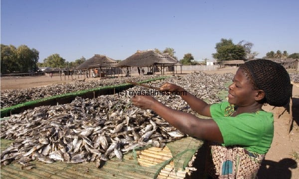 Malawian woman putting fish out to dry on the shores of Lake Malawi,