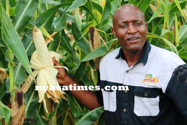 Monsanto maize survives climate change...Photo Jeromy Kadewere