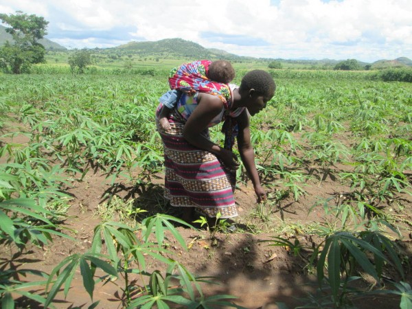 One of the farmers appreciates her cassava field. 