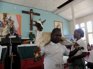 Phillip Sodzapanja, a member of St Don Bosco ward lifting a live goat infront of St Pius Church Hall.