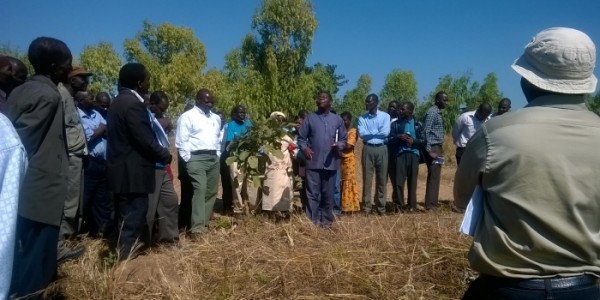 Pigeon peas hope for Malawi's future