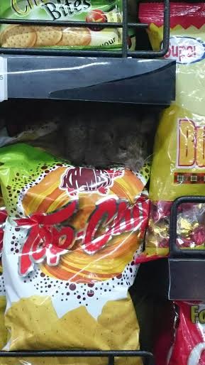 Rats on shelves in Chipuku