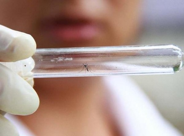 Researchers study Zika virus
