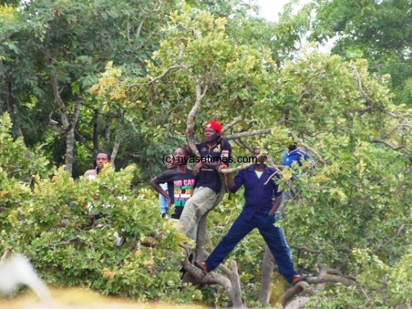 Some fans who could not pay entry fee used trees to watch the match.-Photo by Jeromy Kadewere