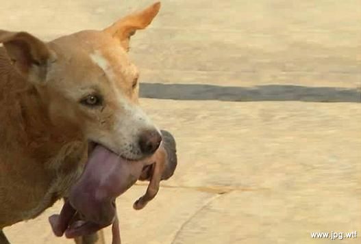 Elsewhere: Stray dog seen carrying newborn baby in its mouth