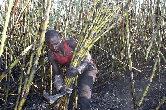 Not so sweet for hunger stricken Malawians  stealing sugarcane 