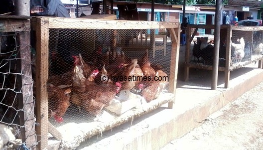 The remaining chickens captured at the scene