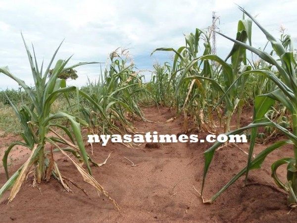 The situation of maize in part of Thyolo...Photo Jeromy Kadewere