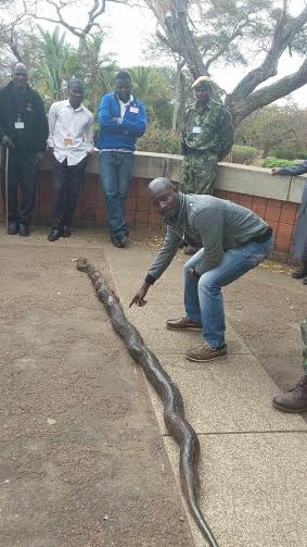 The snake found at Kamuzu Palace