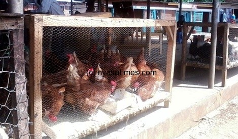 The surviving chickens captured at the scene - Pic by Kondwani Magombo