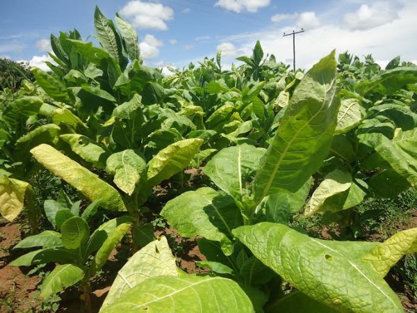 Tobacco, Malawi's main foreign earner