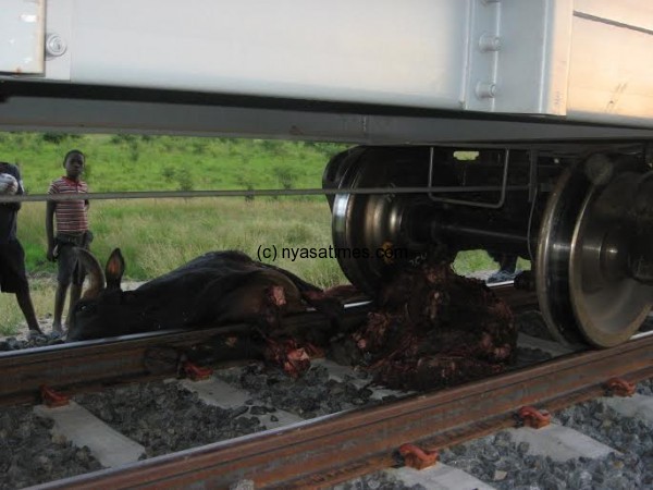 Train kills cattle