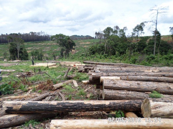 Trees cut by illegal sawyers in Chikangawa concession, Pic by McCarthy Mwalwimba -Mana